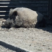 Mláďata prasete divokého