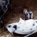 Prasečí rodinka Göttingenských miniprasátek