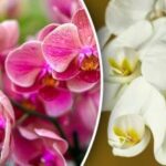Ako zalievať orchideu, aby kvitla celé leto: jednoduché tajomstvo z