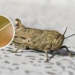 Ktoré rastliny kobylky zožerú ako prvé: spôsob kontroly a obavy