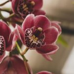 Na ktorom parapete sa orchidea cíti najlepšie: odpoveď odborníkov