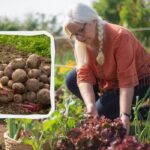 Presný dacha kalendár na august 2025: len v týchto dňoch