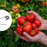 Sčervenajte o 10 dní skôr: Ako urýchliť dozrievanie paradajok pomocou