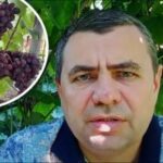 Tajný liek z lekárničky: ako ochrániť hrozno pred chorobami za