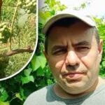 Tajomstvo augusta: záhradník povedal, ako urobiť bobule hrozna sladšími bez