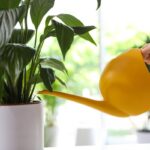 Tajomstvo kvitnutia spathiphyllum: čo bráni „ženskému šťastiu“ uvoľniť púčiky