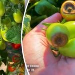 Vrcholová hniloba paradajok: záhradník odhalil jednoduchý spôsob boja proti tejto