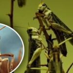 Záhada úrody: ako jedna rastlina spôsobí, že kobylky obídu polia