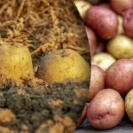 Zhnité pred zimou: s čím nemôžete skladovať zemiaky